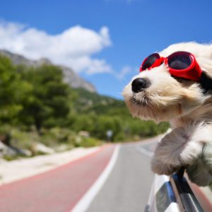 10 Most Dog-Friendly Vacation Spots in the U.S.